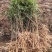 文冠果苗二年苗20万清地处理。货源充足价格实惠