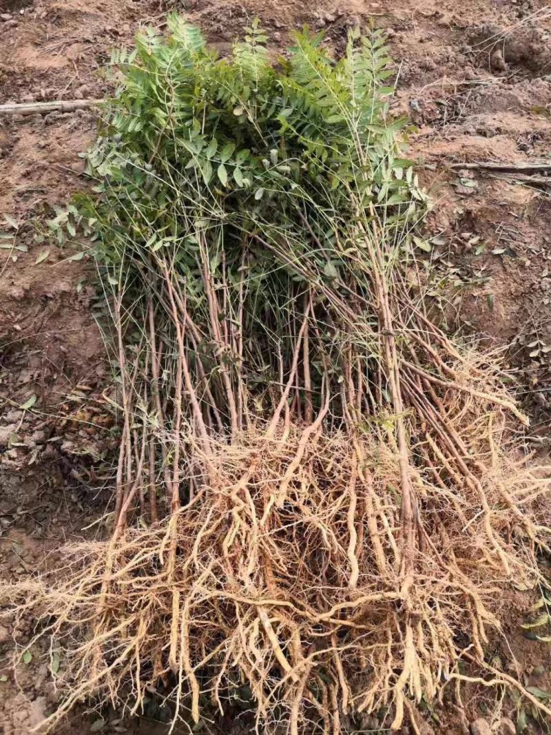 文冠果苗二年苗20万清地处理。货源充足价格实惠