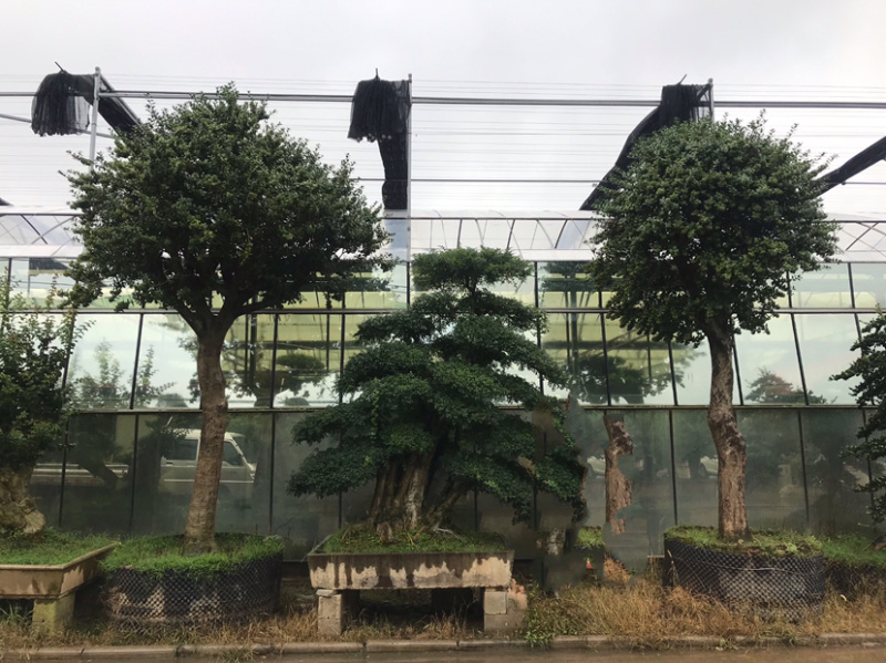 满堂红，金玉满堂，无刺构骨树，无刺构骨地景树