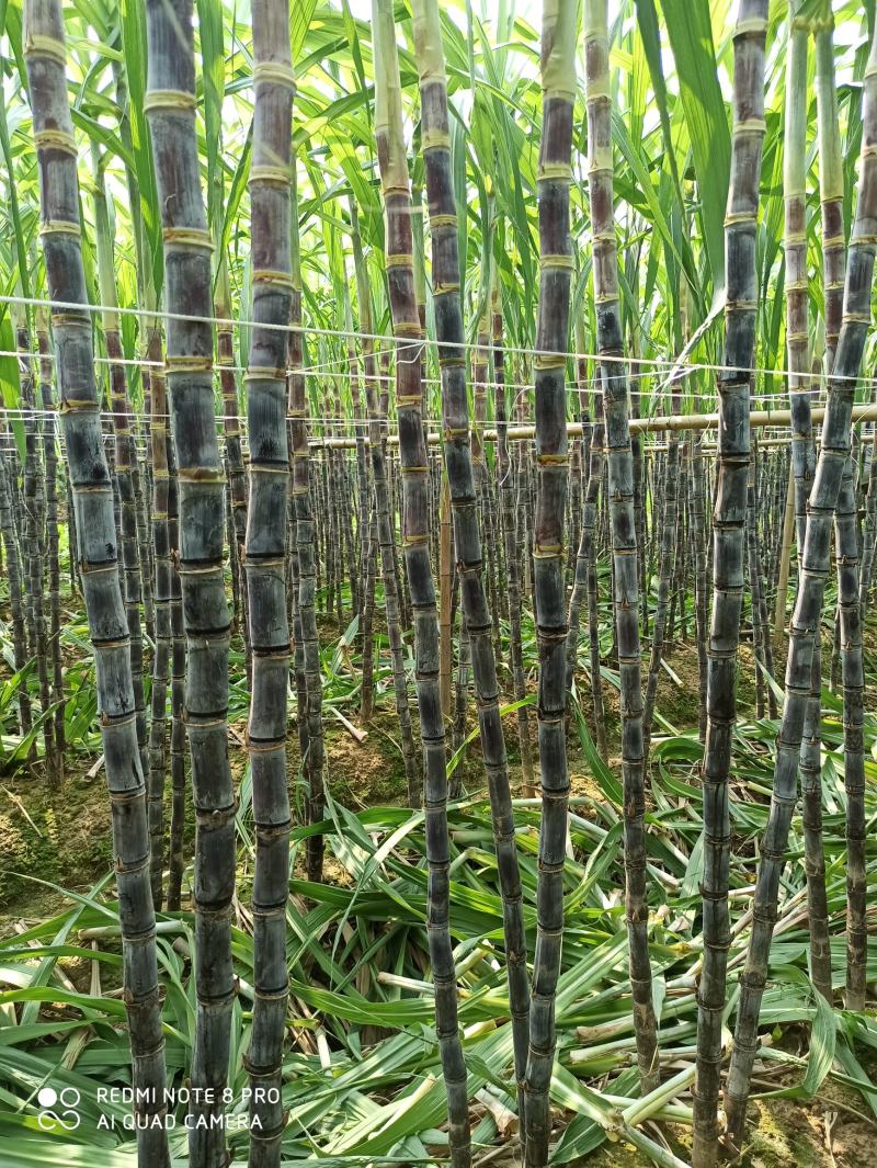 定年货粤北英德还大量黑皮甘蔗，欢迎各地老板前来订购！