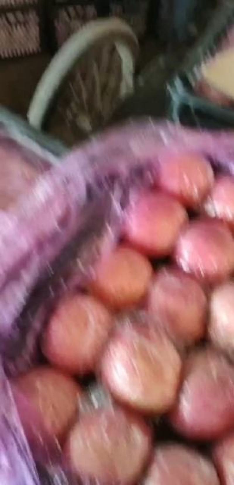 陕西大荔膜袋红富士大量上市欢迎各大团队前来产地采购！