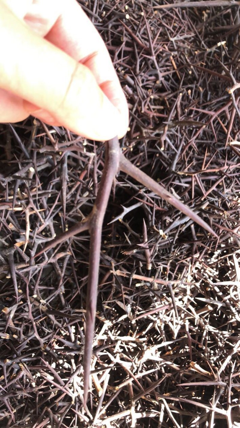 天然野生大皂角刺，天丁，量大价格可谈，标价不包邮