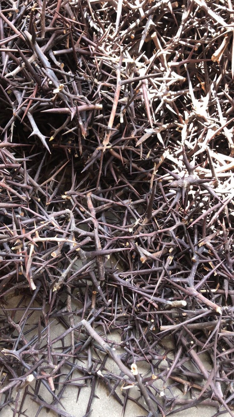 天然野生大皂角刺，天丁，量大价格可谈，标价不包邮