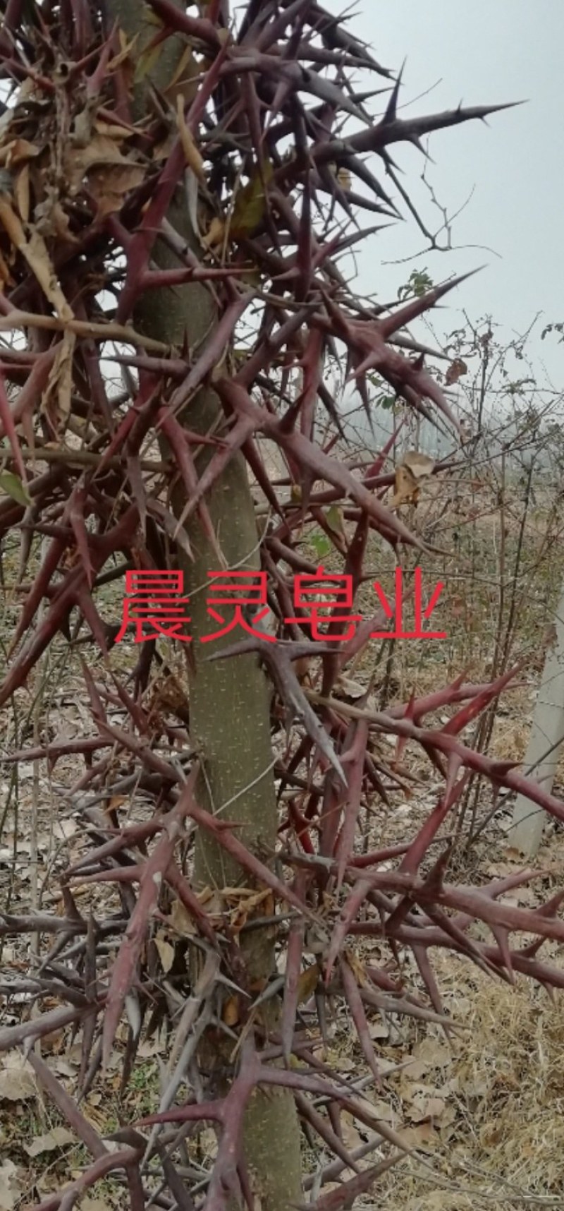 天然野生大皂角刺，天丁，量大价格可谈，标价不包邮