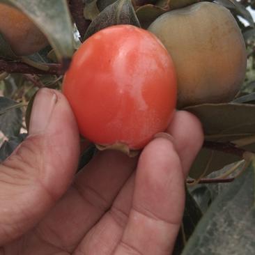 万亩精品一口香柿子基地