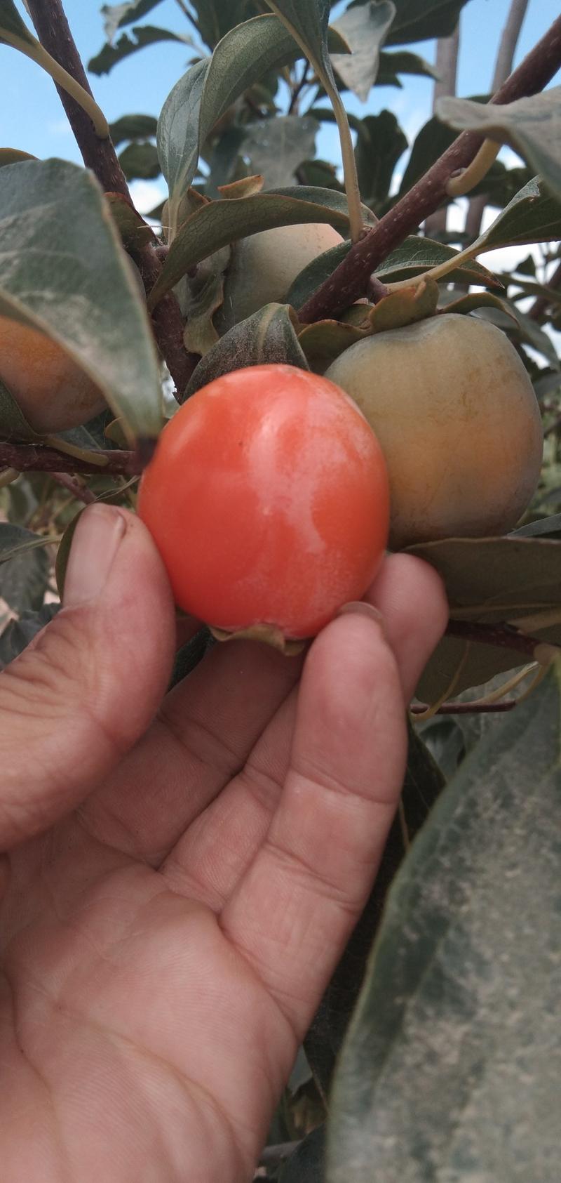 万亩精品一口香柿子基地