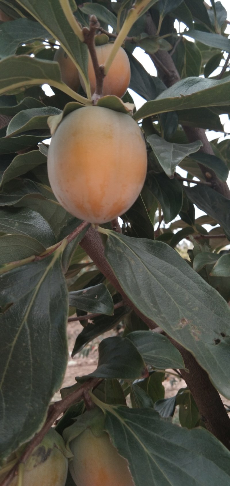 万亩精品一口香柿子基地