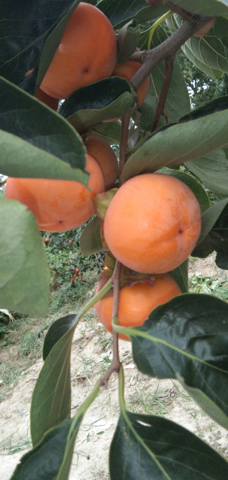 万亩精品一口香柿子基地