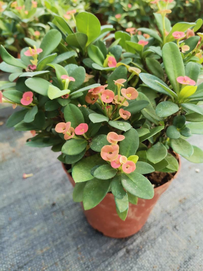 海棠花盆栽花卉观花植物室内花好养四季开花的铁海棠虎刺梅
