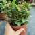 海棠花盆栽花卉观花植物室内花好养四季开花的铁海棠虎刺梅