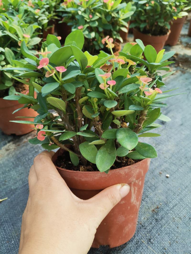 海棠花盆栽花卉观花植物室内花好养四季开花的铁海棠虎刺梅