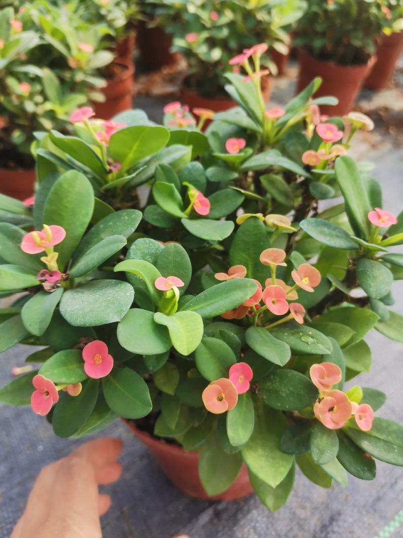 海棠花盆栽花卉观花植物室内花好养四季开花的铁海棠虎刺梅