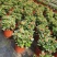 海棠花盆栽花卉观花植物室内花好养四季开花的铁海棠虎刺梅