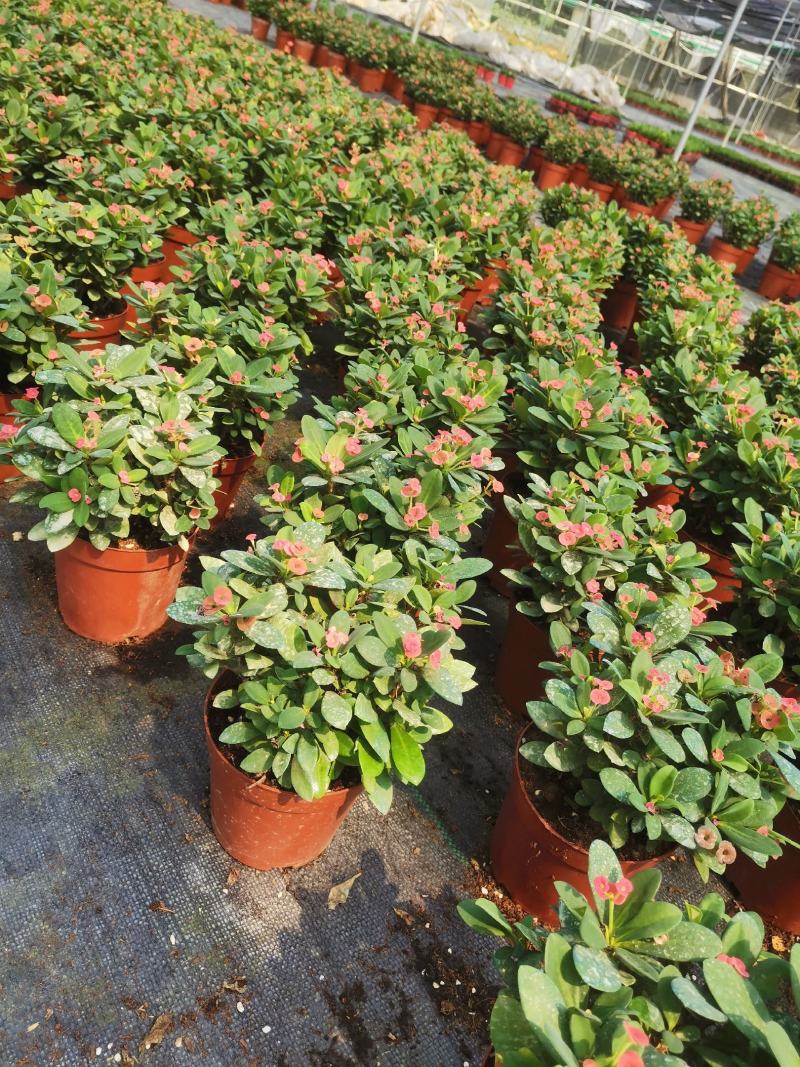 海棠花盆栽花卉观花植物室内花好养四季开花的铁海棠虎刺梅