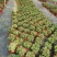 海棠花盆栽花卉观花植物室内花好养四季开花的铁海棠虎刺梅