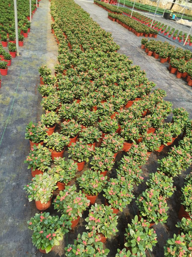 海棠花盆栽花卉观花植物室内花好养四季开花的铁海棠虎刺梅