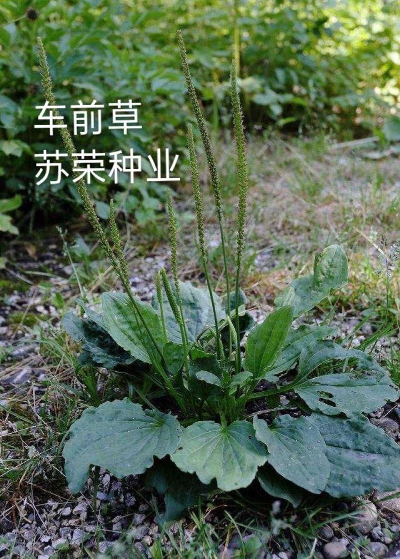 车前草种子四季播种中药材车轮菜野生车前子籽