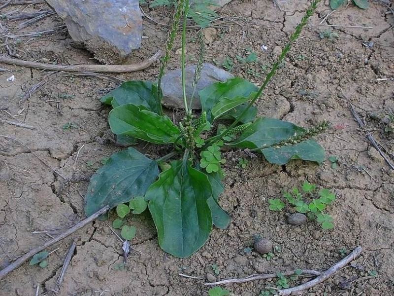 车前草种子四季播种中药材车轮菜野生车前子籽