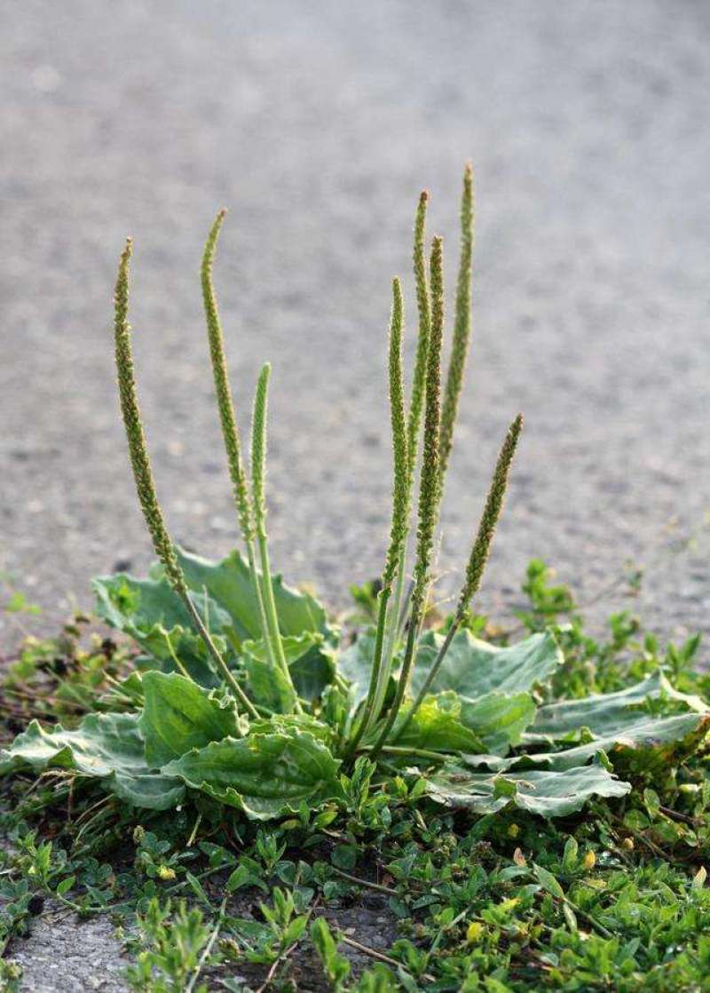 车前草种子四季播种中药材车轮菜野生车前子籽