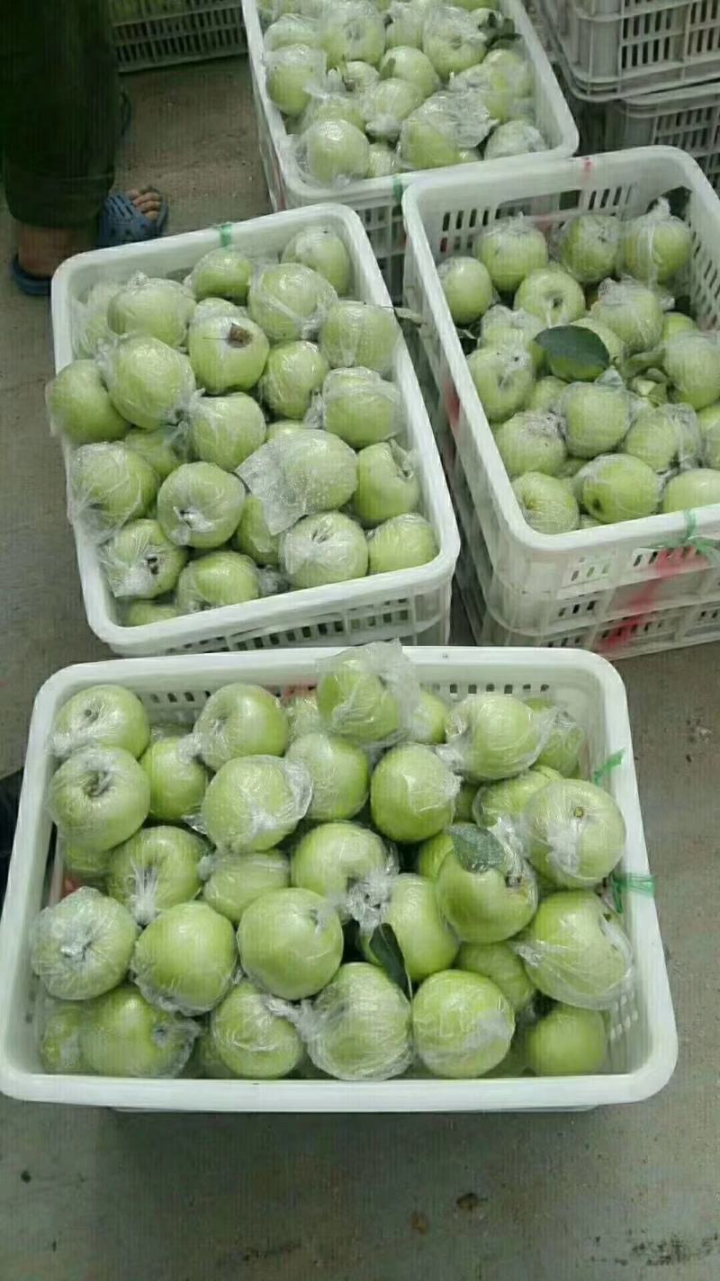 山东明月苹果黄金帅苹果基地直销，产地一手货源，个头大