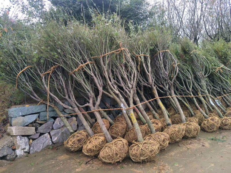 日本红枫，日本红枫小苗，日本红枫树，日本红枫盆景