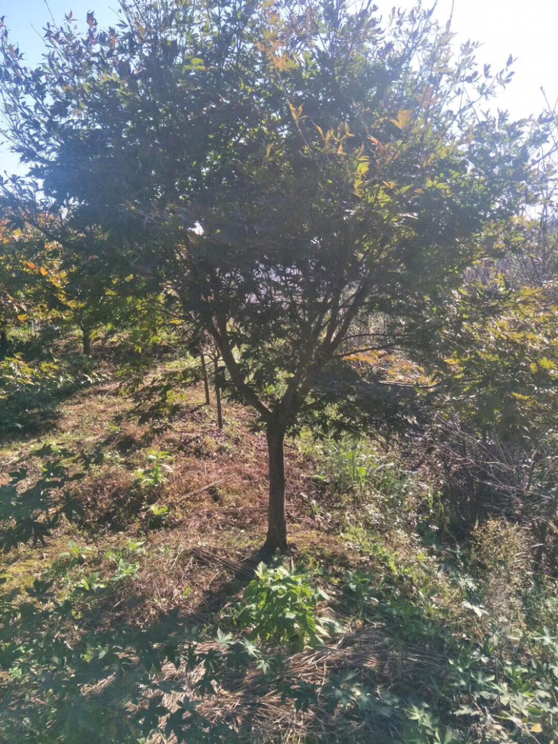 日本红枫，日本红枫小苗，日本红枫树，日本红枫盆景
