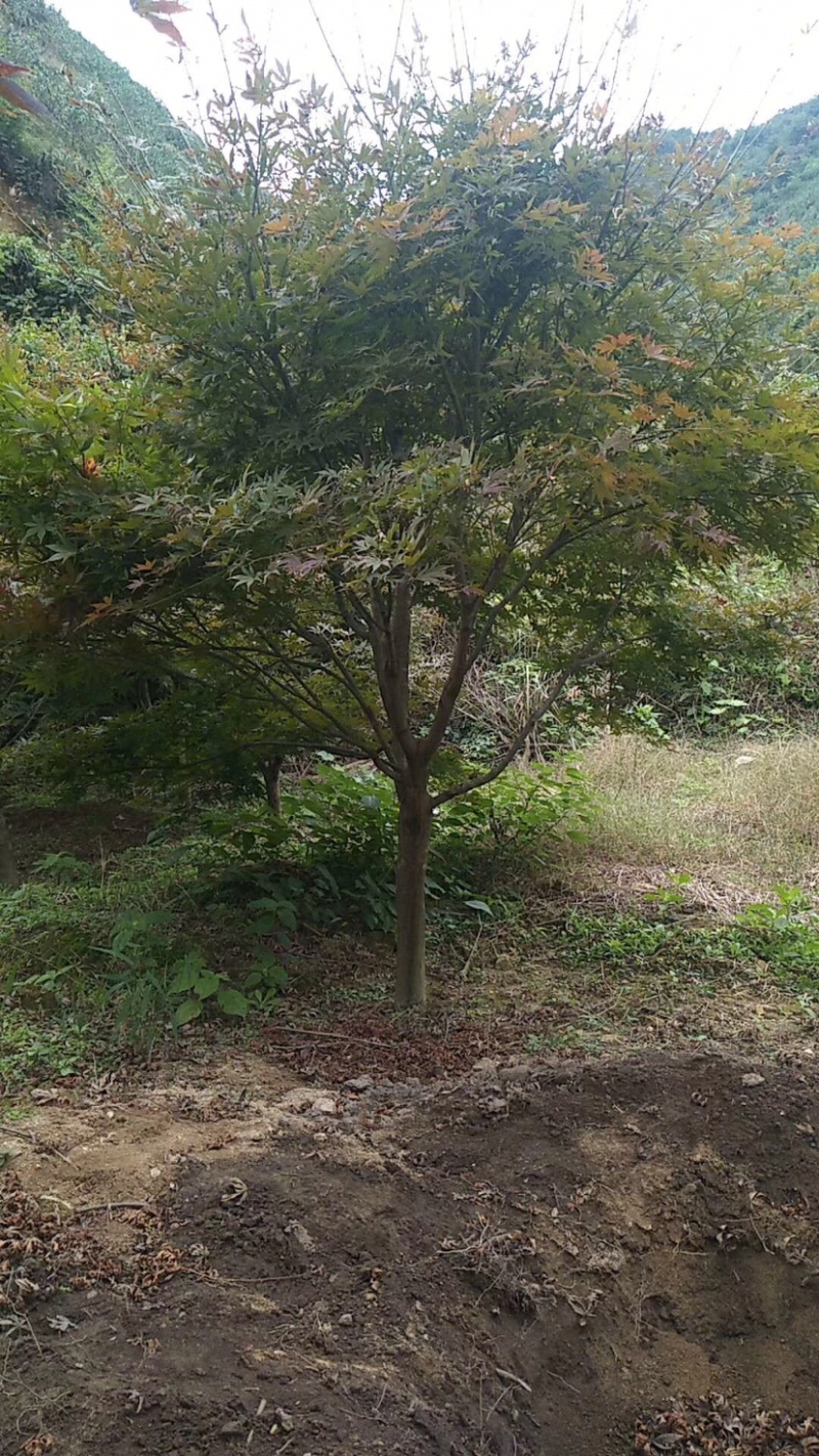 日本红枫，日本红枫小苗，日本红枫树，日本红枫盆景