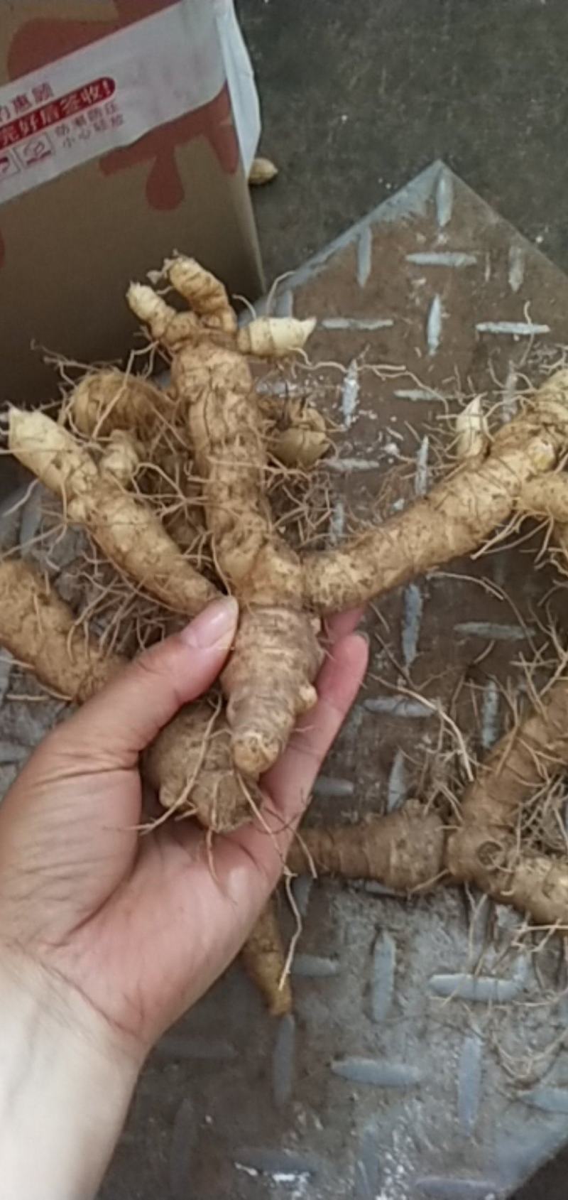 连州粤北自家种植新鲜玉竹