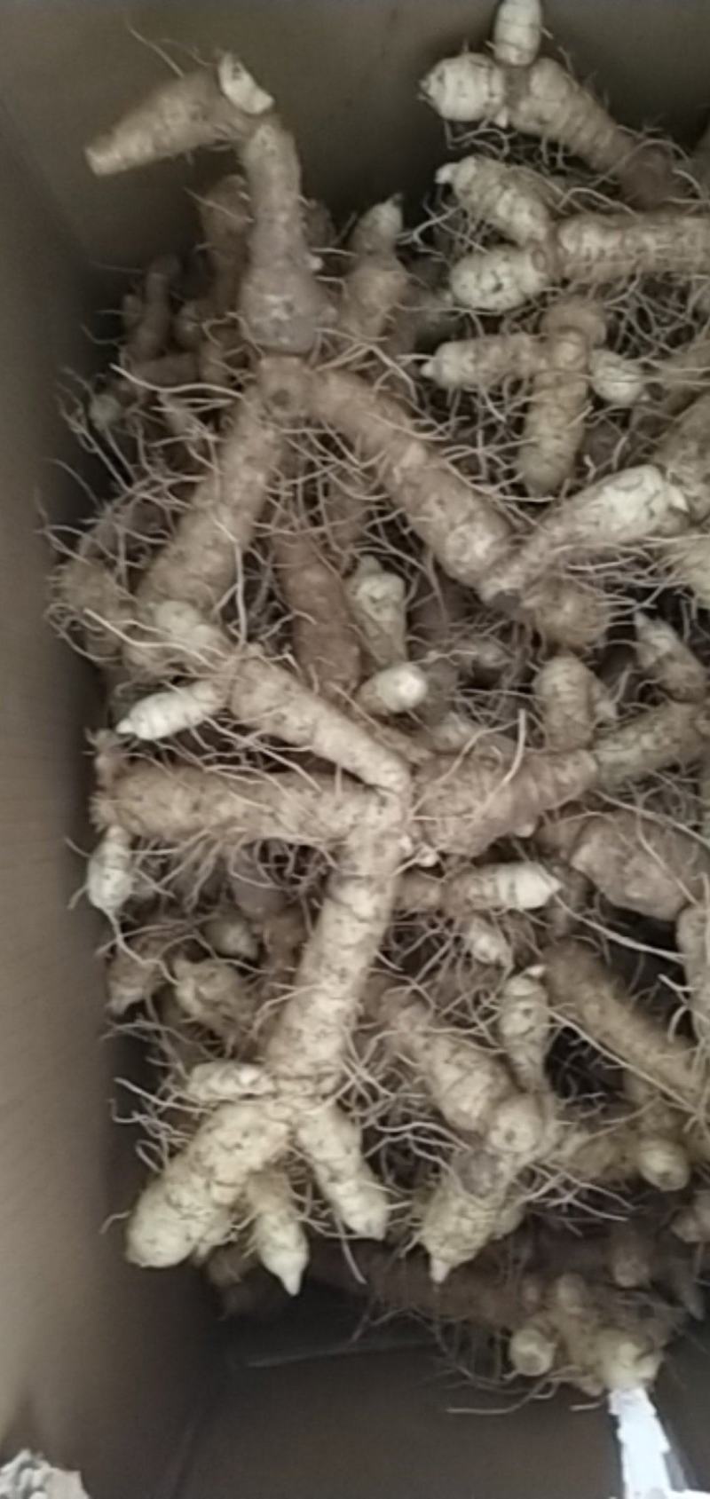 连州粤北自家种植新鲜玉竹