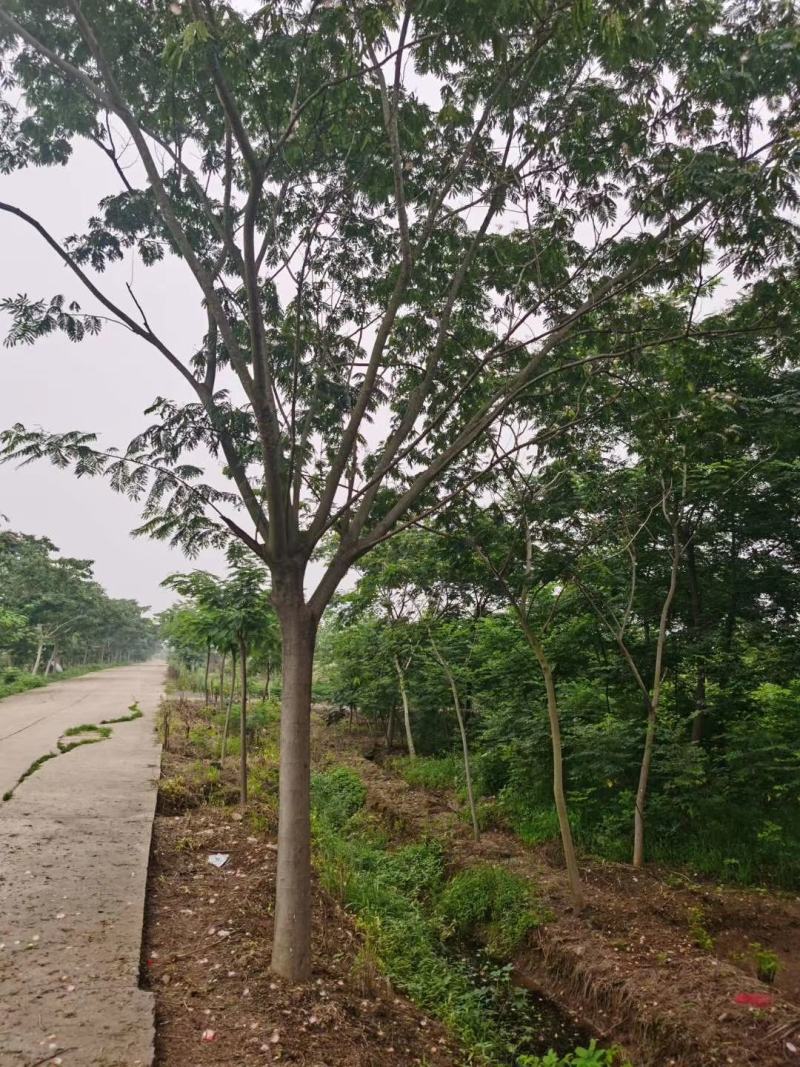 合欢树基地，合欢苗圃直销，规格全面，价格合理