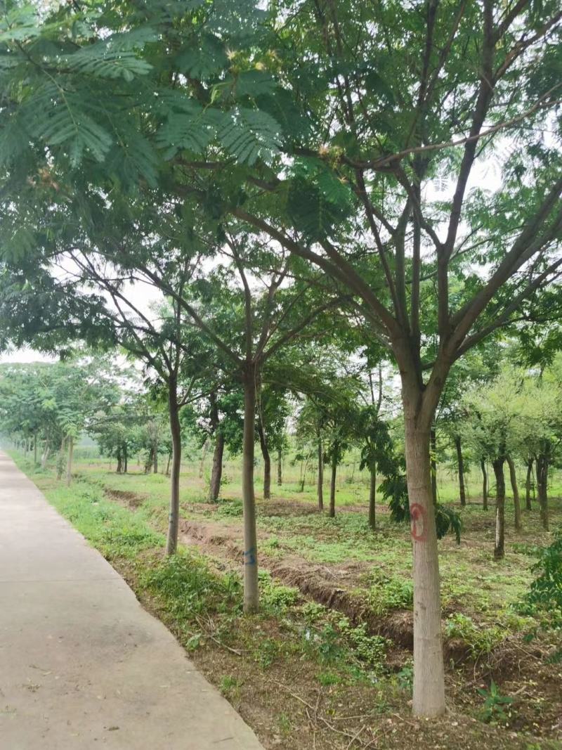 合欢树基地，合欢苗圃直销，规格全面，价格合理