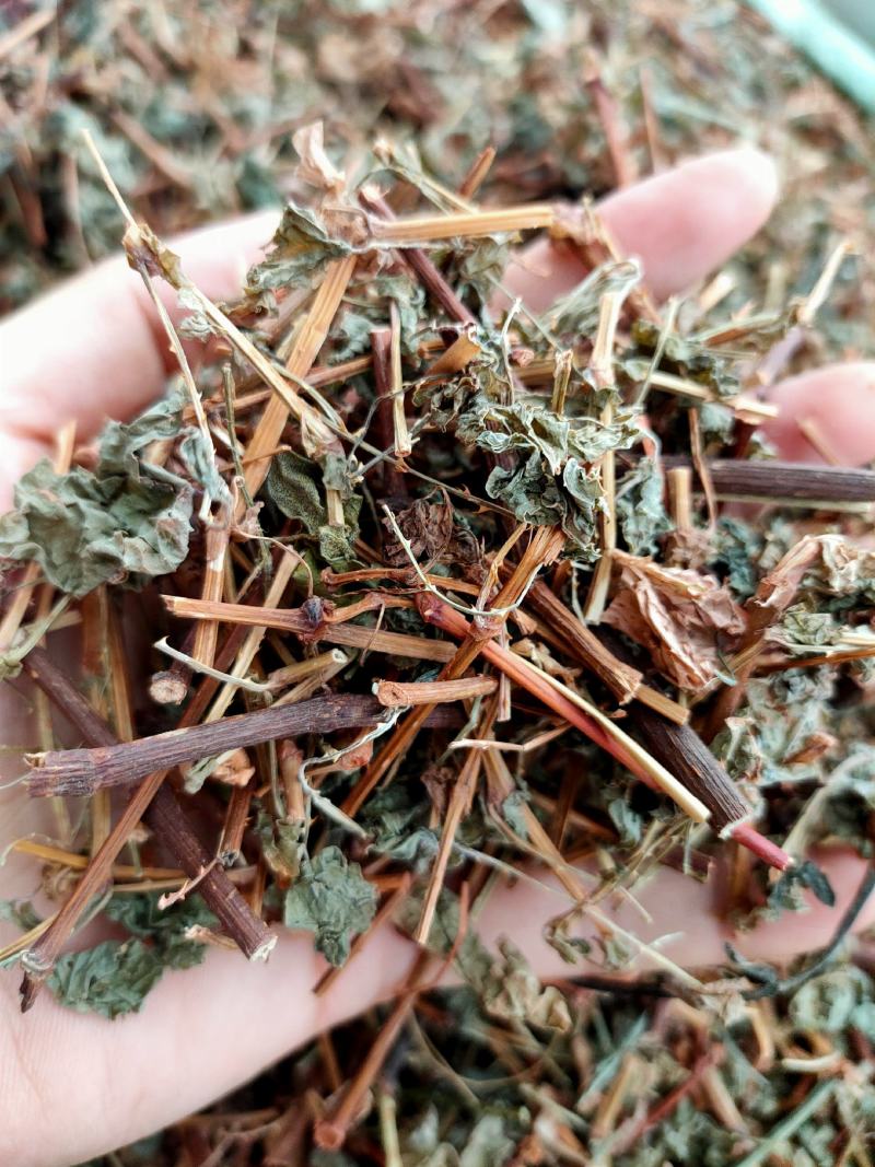 新货野生杠板归，刺犁头，犁头草河白花犁，蛇倒退，蛇不过