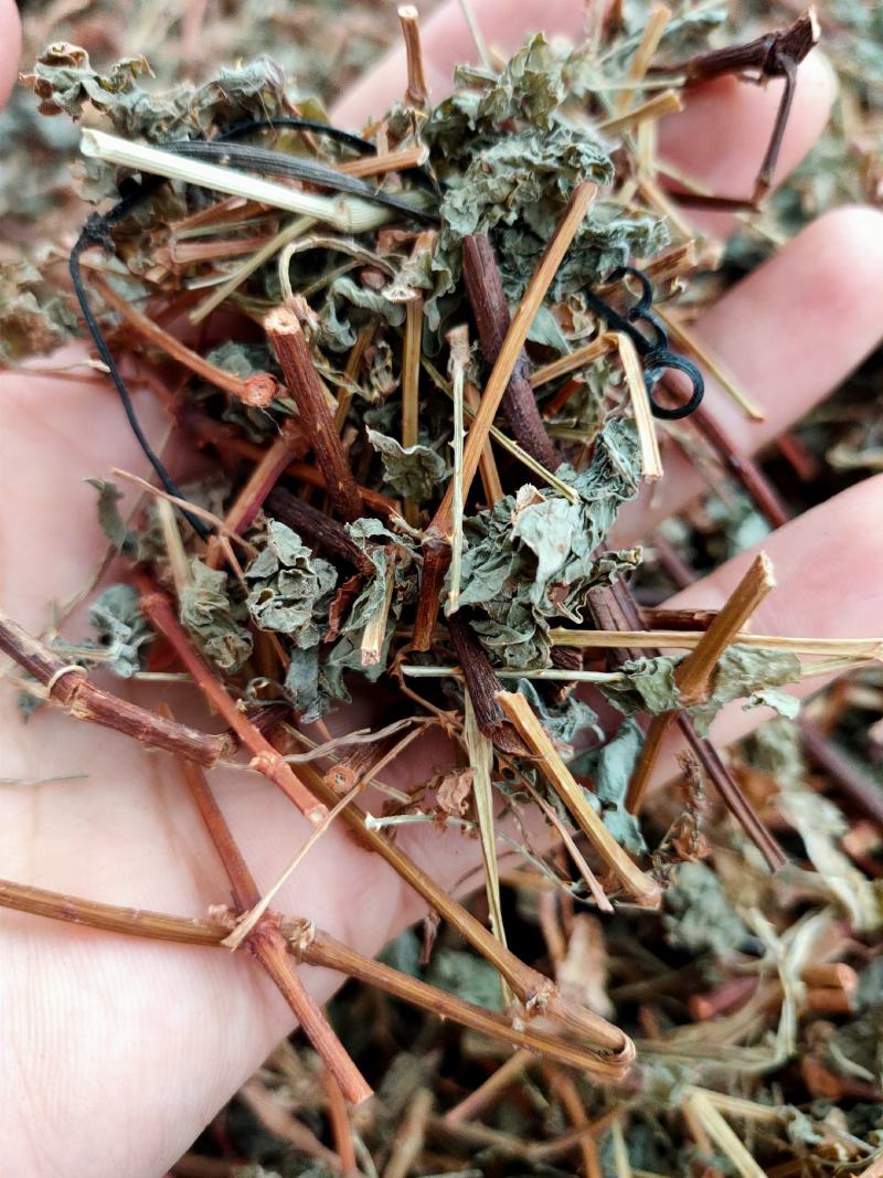 新货野生杠板归，刺犁头，犁头草河白花犁，蛇倒退，蛇不过