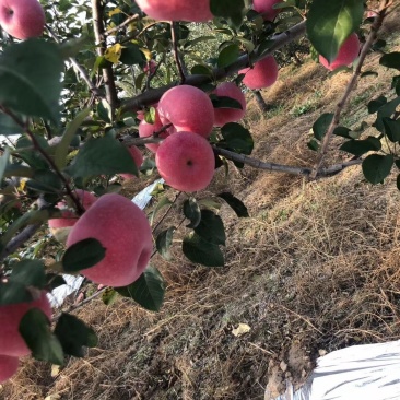 红将军苹果大量上市