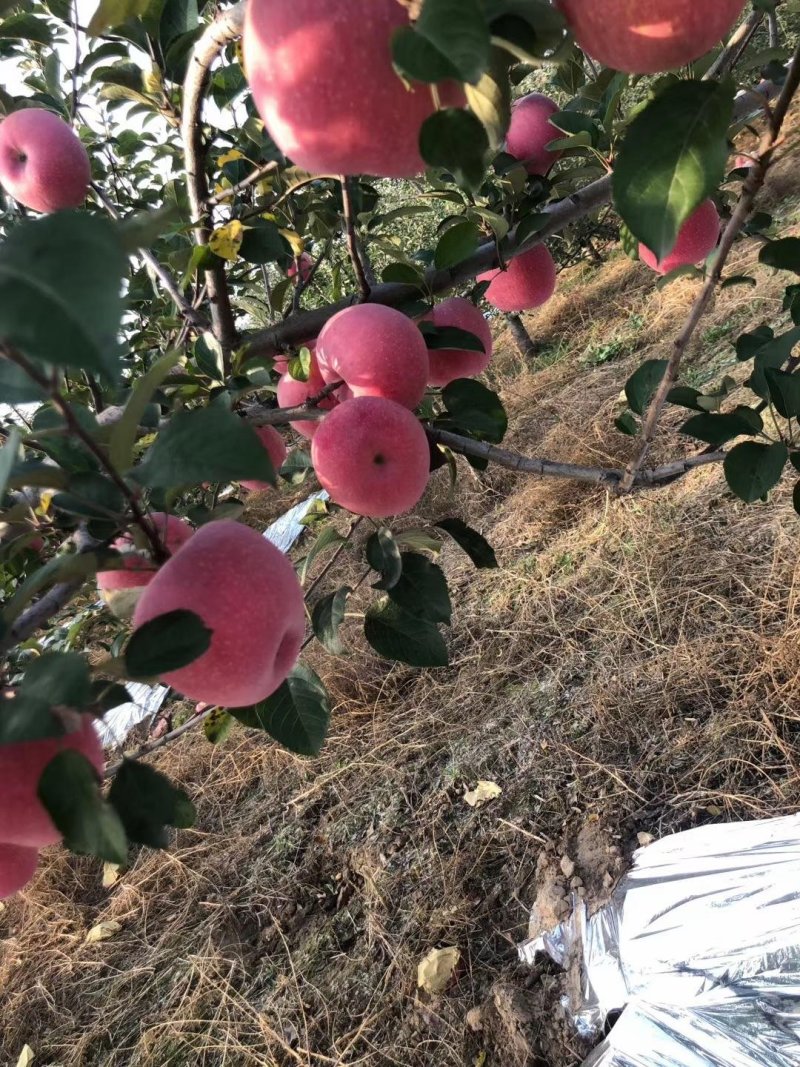 红将军苹果大量上市