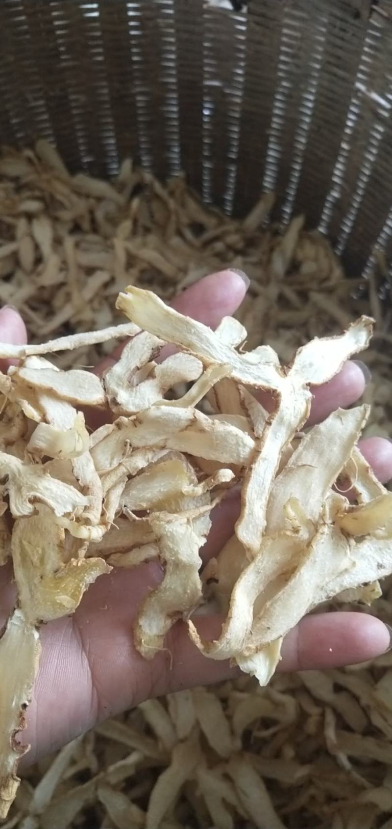 农户新鲜玉竹，有机化肥种植