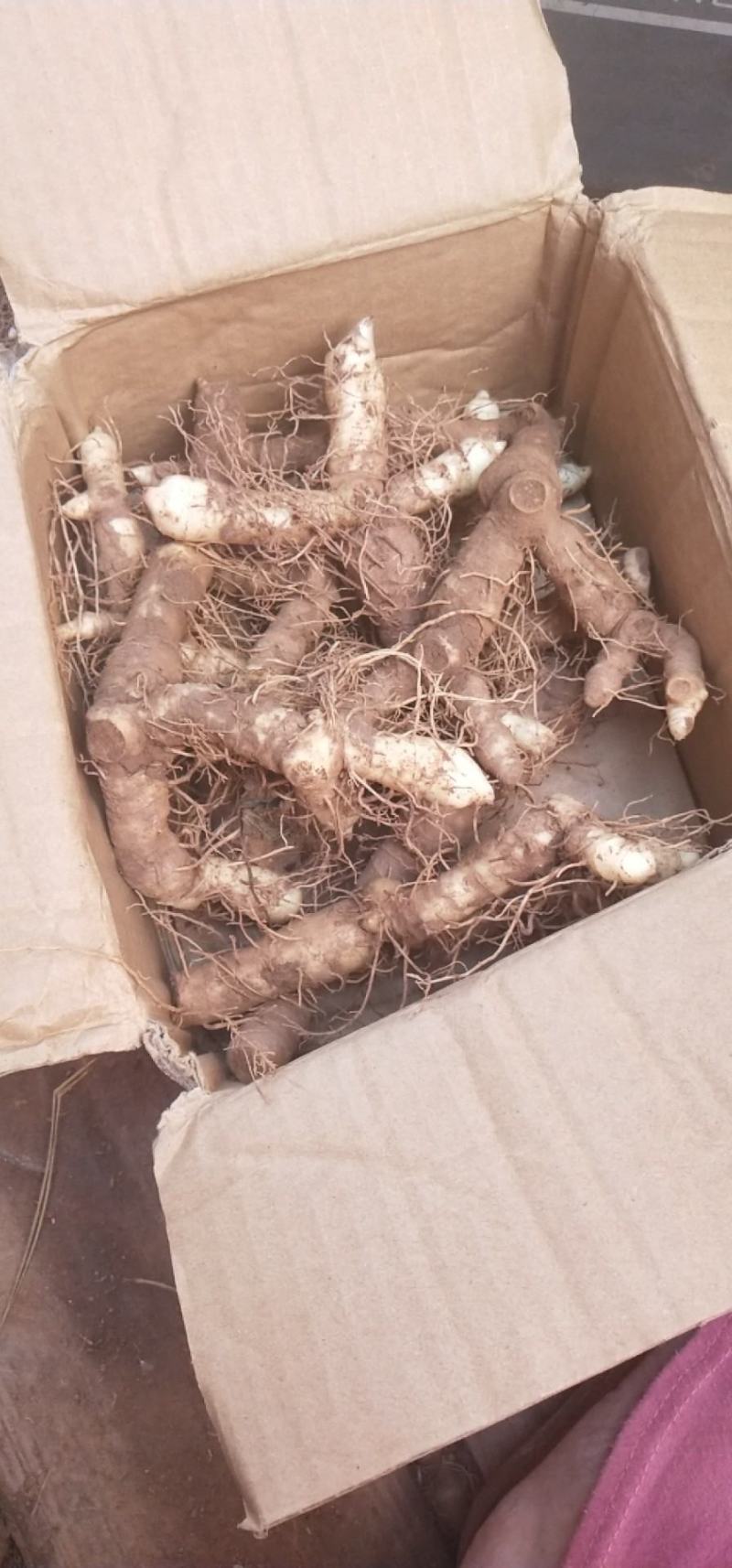 农户新鲜玉竹，有机化肥种植