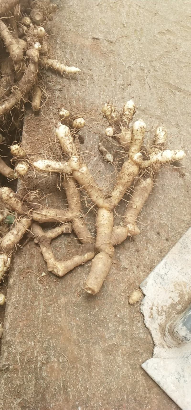 农户新鲜玉竹，有机化肥种植