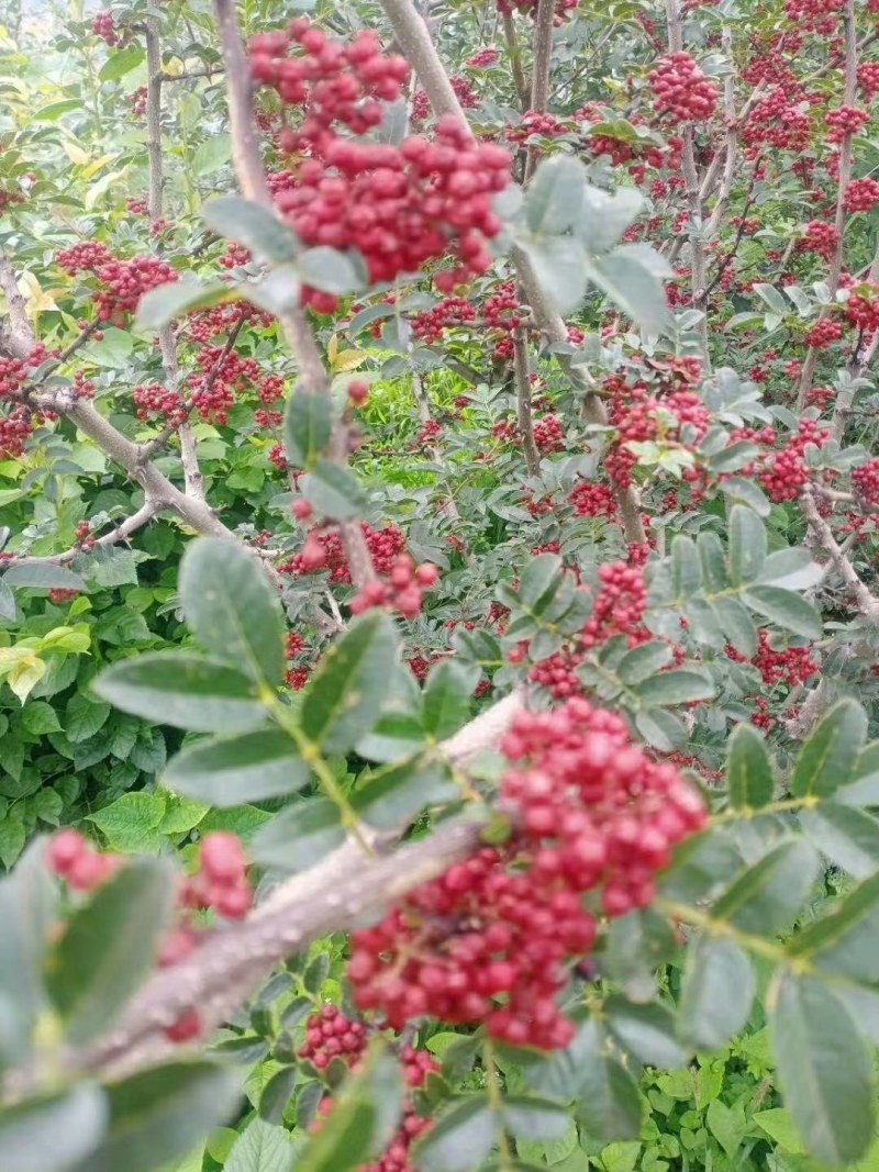 盐源正路花椒特级干