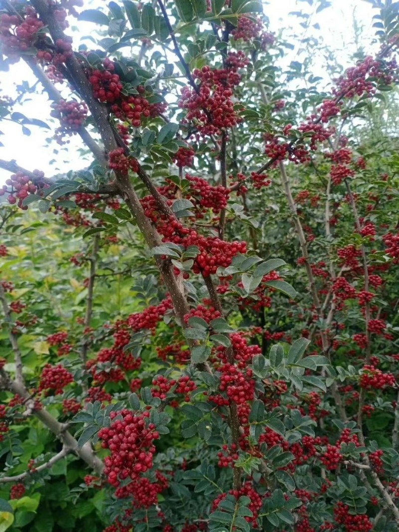 盐源正路花椒特级干