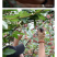 盐源正路花椒特级干