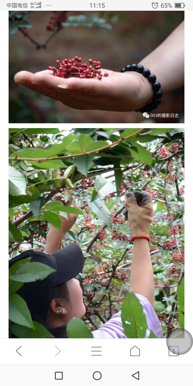 盐源正路花椒特级干