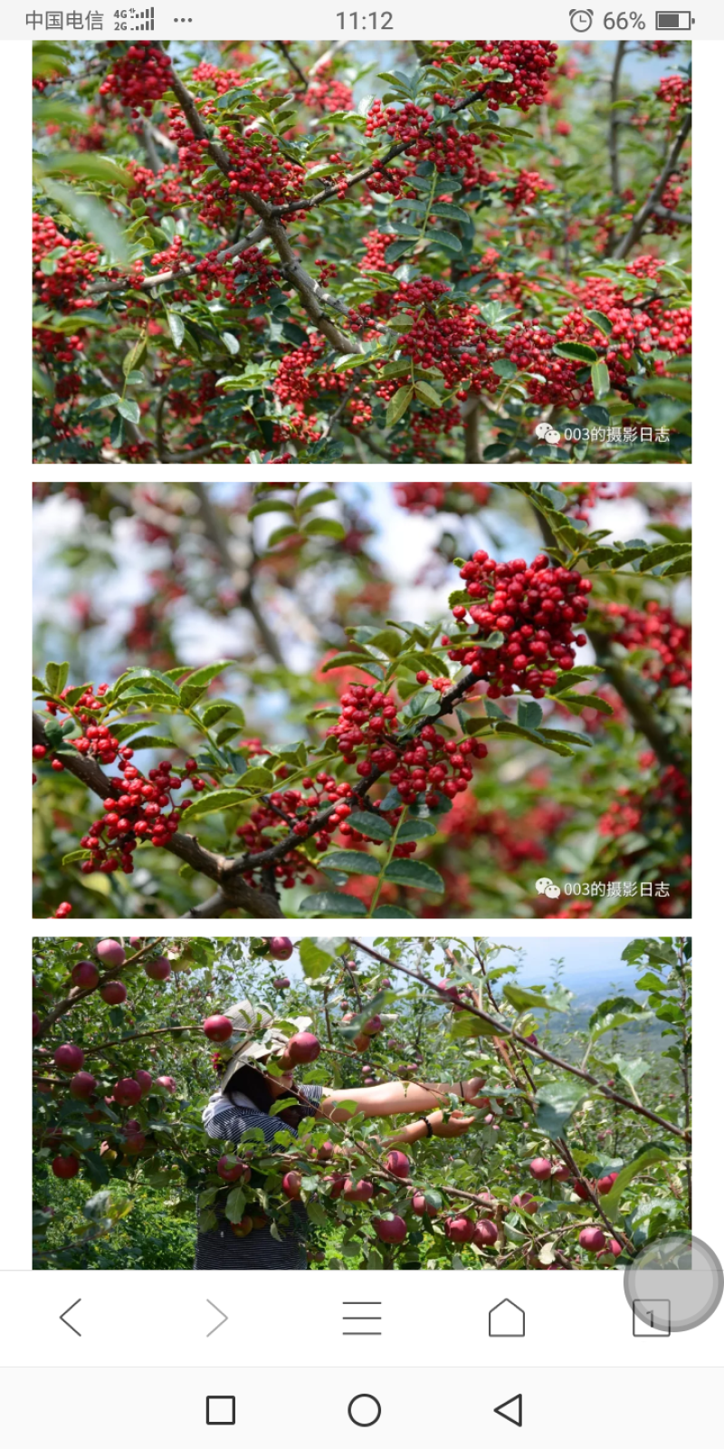 盐源正路花椒特级干