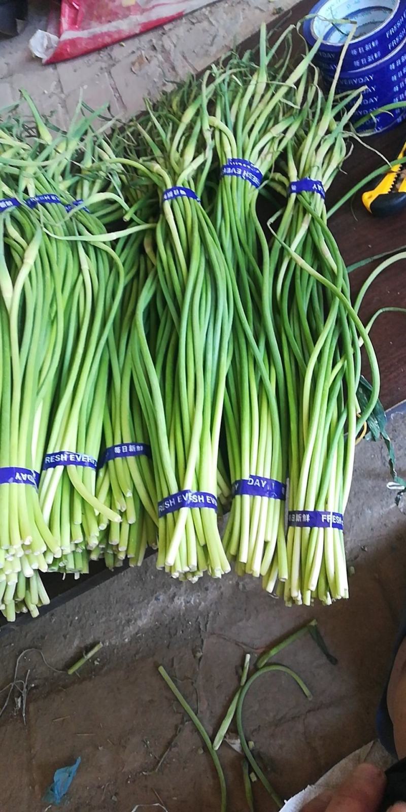 大量出售蒜苔质量好价格低