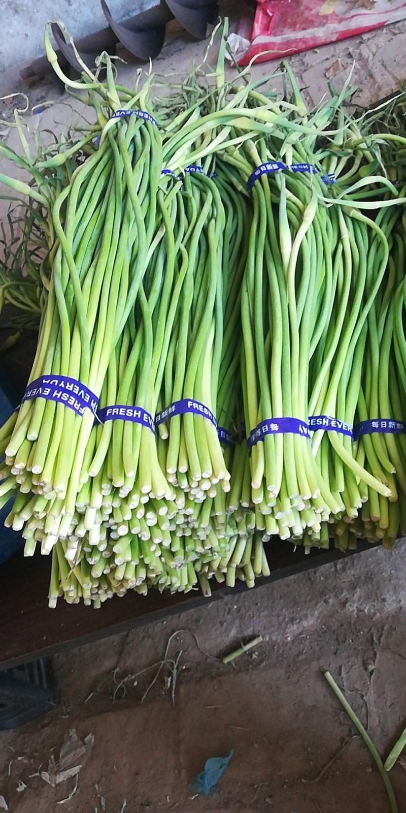 大量出售蒜苔质量好价格低