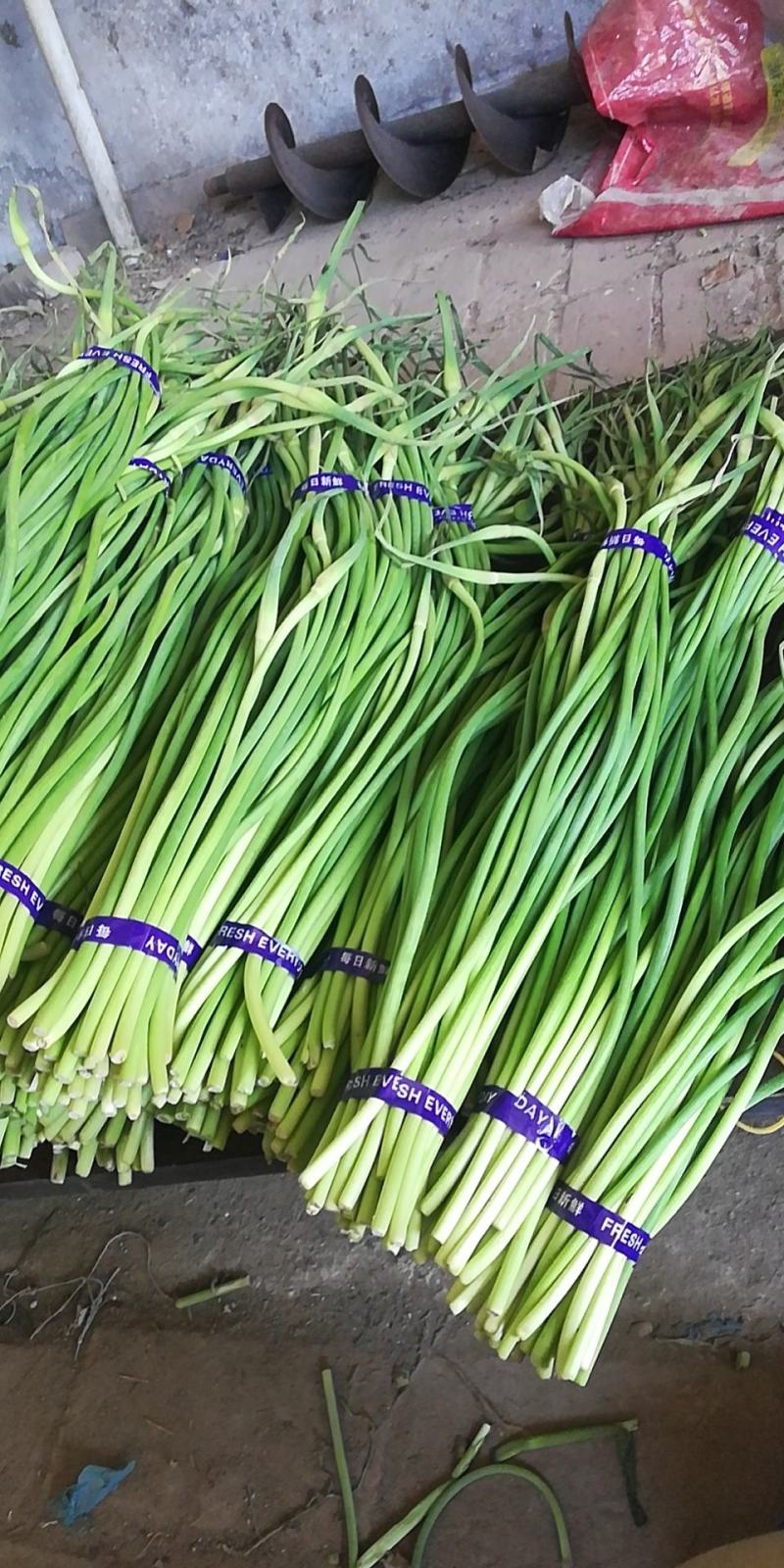 大量出售蒜苔质量好价格低