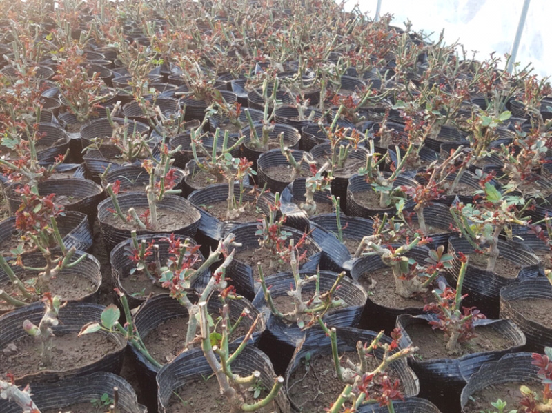 玫瑰苗四季开花月季花大花浓香超20种品种