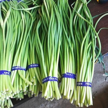 大量出售冷库蒜苔质量好价格低