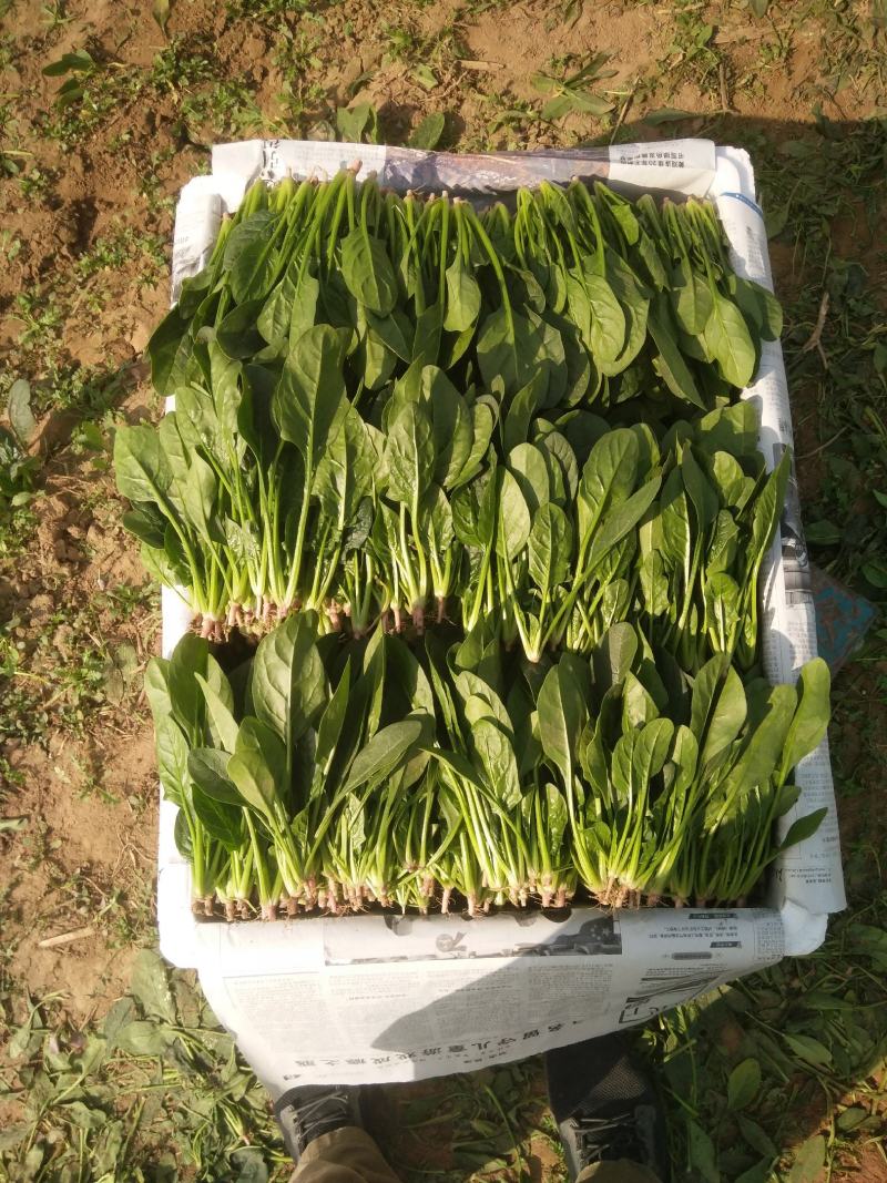 优质精品菠菜开始大量上市，产地直供质优价廉