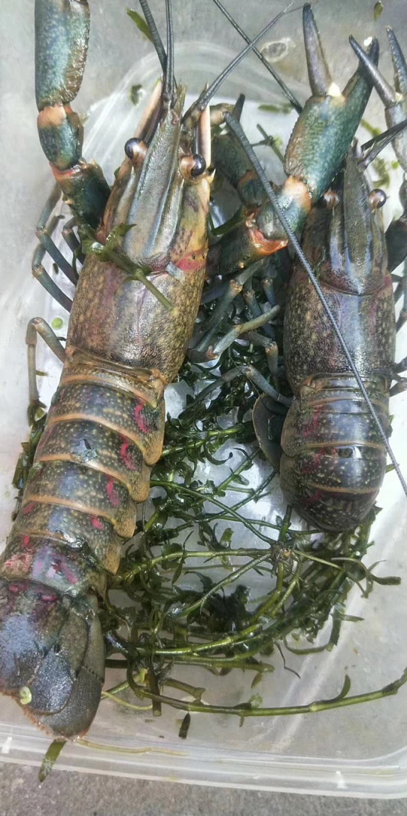 澳洲淡水龙虾小龙虾蓝龙虾大龙虾自家养殖规格齐全